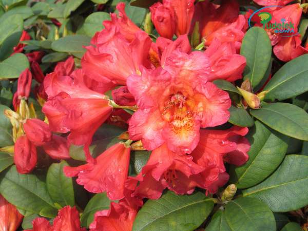 Rhododendron Maskarill